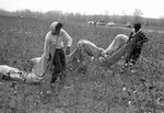 Cotton picking for Brown's Gin and Wholesale, image 055