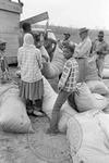 Cotton picking for Brown's Gin and Wholesale, image 067