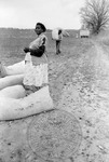 Cotton picking for Brown's Gin and Wholesale, image 069
