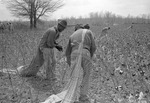 Cotton picking for Brown's Gin and Wholesale, image 079