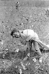 Cotton picking for Brown's Gin and Wholesale, image 081