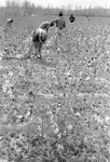Cotton picking for Brown's Gin and Wholesale, image 082