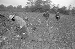 Cotton picking for Brown's Gin and Wholesale, image 100