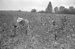 Cotton picking for Brown's Gin and Wholesale, image 109