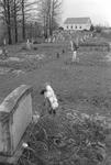 Graveyards, image 012 by Martin J. Dain