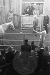 Livestock auction, image 011 by Martin J. Dain