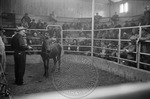Livestock auction, image 027