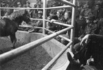 Livestock auction, image 028