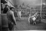 Livestock auction, image 030