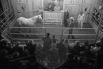 Livestock auction, image 032