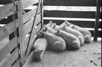 Livestock auction, image 038