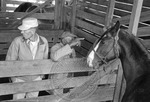 Livestock auction, image 041