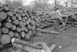 Lumber, image 021 by Martin J. Dain