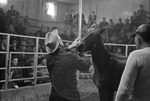 Livestock auction, image 017