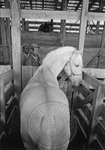 Livestock auction, image 018