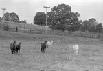 Rural Mississippi, image 131 by Martin J. Dain