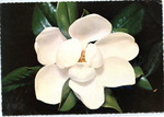 The Magnolia by Deep South Specialties, Inc. (Jackson, Miss.)