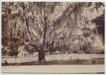 Moss Oak, Biloxi, Miss. by Publisher Unknown