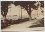 The Shell Road, Biloxi, Miss. by Publisher Unknown