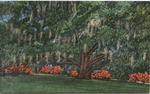 The Ruskin Oak, Over 400 Years Old, Ocean Springs, On The Missississippi Gulf Coast by Publisher Unknown