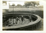 Staff children in swimming pool by Martha Alice Stewart