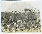 Cotton field ready to be picked by Martha Alice Stewart