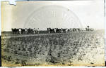 Cotton field after early planting by Martha Alice Stewart