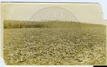 Partially harvested corn field by Martha Alice Stewart
