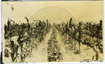Corn field skip rowed with soy beans by Martha Alice Stewart