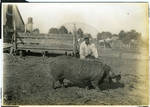 Large hog by Martha Alice Stewart