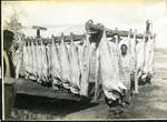 Slaughtered and dressed hogs by Martha Alice Stewart
