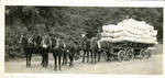 Mule team pulling cotton wagon by Martha Alice Stewart