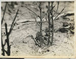 Plant stalk after locusts passed through by Martha Alice Stewart