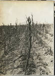 Cotton field after locusts passed through by Martha Alice Stewart
