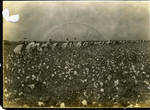 Prisoners picking cotton in large field by Martha Alice Stewart