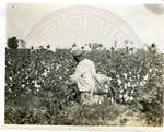 Prisoners picking cotton by Martha Alice Stewart