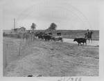 Halstead (Cows in the Road) by John E. Phay and University of Mississippi. Bureau of Educational Research
