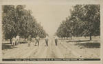 Pecan Trees, Orchard of I.P. Delmas, Orange Grove, Miss. by M. L. Zercher B.& S. Co. (Topeka, Kan.)