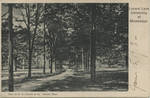 Lovers' Lane, University of Mississippi by R. R. Chilton & Co. (Oxford, Miss.) and United Art Publishing Company
