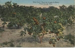 "Rose Farm," Showing Oranges in Bloom, Ocean Springs, Miss. by C. T. Colorchrom