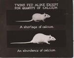 Twin white mice fed same diet, except for different levels of calcium. by USDA