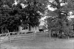 Cows, Gates, House by Judy Griffin