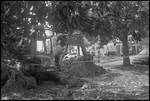 Bulldozer and Magnolia Tree [Magnolia Drive] by Miranda Cully