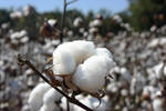 Cotton Boll by Katherine Bailey